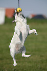 playing Jack Russell Terrier