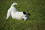 Jack Russell Terrier