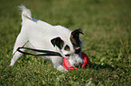 playing Jack Russell Terrier