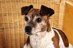 Jack Russell Terrier Portrait