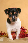 Jack Russell Terrier puppy at christmas time