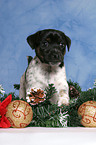 Jack Russell Terrier puppy at christmas time