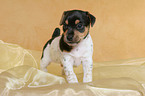 standing Jack Russell Terrier Puppy