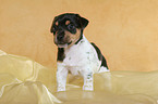 standing Jack Russell Terrier Puppy