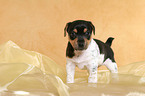 standing Jack Russell Terrier Puppy