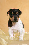 standing Jack Russell Terrier Puppy