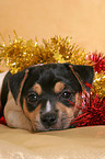 Jack Russell Terrier Puppy at christmas