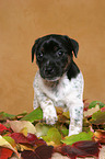 Jack Russell Terrier Puppy in autumn leaves