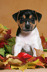 Jack Russell Terrier Puppy in autumn leaves