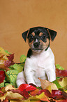 Jack Russell Terrier Puppy in autumn leaves