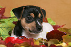 Jack Russell Terrier Puppy in autumn leaves