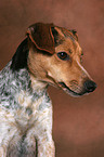 Jack Russell Terrier Portrait