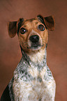 Jack Russell Terrier Portrait