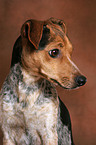 Jack Russell Terrier Portrait