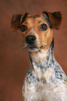 Jack Russell Terrier Portrait