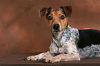 lying Jack Russell Terrier