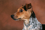 Jack Russell Terrier Portrait