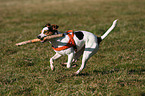 running Jack Russell Terrier