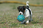 playing Jack Russell Terrier