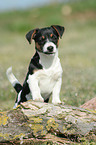 Jack Russell Terrier