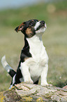 Jack Russell Terrier