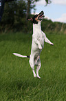 jumping Jack Russell Terrier