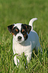 Jack Russell Terrier