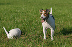 Jack Russell Terrier