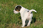 Jack Russell Terrier