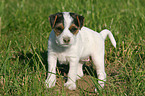 Jack Russell Terrier