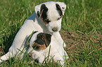 Jack Russell Terrier