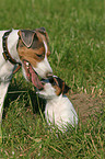 Jack Russell Terrier