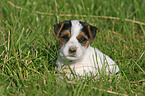 Jack Russell Terrier