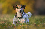 Jack Russell Terrier