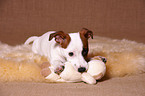 playing jack russell terrier