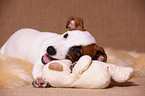 playing jack russell terrier