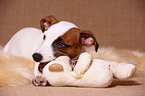 playing jack russell terrier