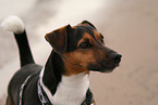 Jack Russell Terrier Portrait