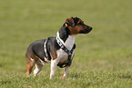 standing Jack Russell Terrier