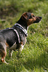 standing Jack Russell Terrier