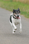 running Jack Russell Terrier