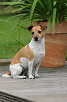 sitting Jack Russell Terrier