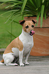 sitting Jack Russell Terrier