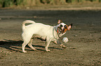 playing Jack Russell Terrier