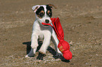 playing Jack Russell Terrier Puppy