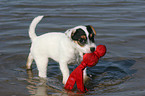 playing Jack Russell Terrier Puppy