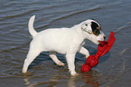 playing Jack Russell Terrier Puppy