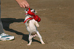 playing Jack Russell Terrier puppy