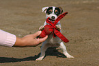 cute playing Jack Russell Terrier puppy