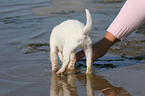 bathing Jack Russell Terrier Puppy